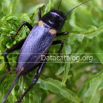 วันนี้ผู้เขียนขอเขียนถึงอาชีพเสริมเลี้ยงจิ้งหรีดกันค่ะ