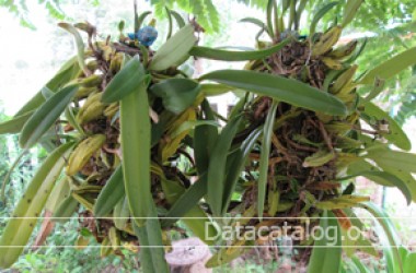 การขยายพันธุ์กล้วยไม้โดยใช้ภาชนะเหลือใช้ลดต้นขายอาชีพเสริมรายได้ดี