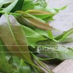 ปลูกผักพื้นบ้านปลูกผักติ้วขายเป็นอาชีพเสริมสร้างรายได้