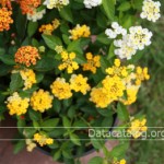 ลงทุนขายอะไรดีหรือจะทำอะไรขายดีที่ทำง่ายๆกำไรดี