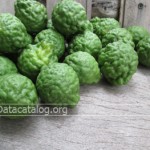 สูตรผมสวยขจัดรังแคผมนิ่มสลวยด้วยน้ำมะกรูด