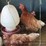 การเลี้ยงไก่ไข่เป็นอาชีพอิสระโดยไม่ต้องใช้เงินทุนหรือใช้เงินลงทุนต่ำ