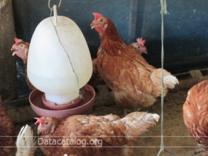 การเลี้ยงไก่ไข่ต้นทุนต่ำหรือไม่ต้องใช้เงินทุน