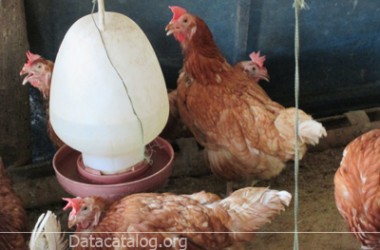 การเลี้ยงไก่ไข่เป็นอาชีพอิสระโดยไม่ต้องใช้เงินทุนหรือใช้เงินลงทุนต่ำ