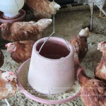 ฟาร์มไก่ไข่การเลี้ยงไก่ไข่อาชีพอิสระที่น่าสนใจ