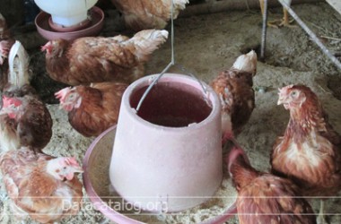 ฟาร์มไก่ไข่การเลี้ยงไก่ไข่อาชีพอิสระที่น่าสนใจ