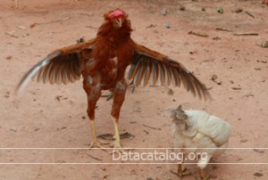 ไก่พันธุ์เนื้อ และวิธีการเลี้ยง