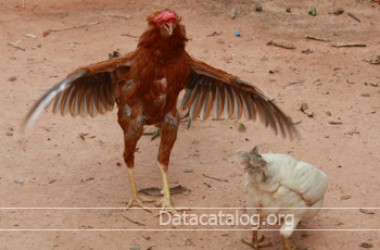 วิธีการเลี้ยงไก่พันธุ์เนื้อทำเป็นอาชีพอิสระที่น่าสนใจ