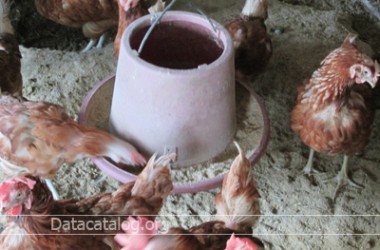 ไก่พันธุ์ไข่ที่นิยมนำไปเลี้ยงในฟาร์มขายเป็นอาชีพเสริมที่น่าสนใจ