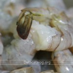 วิธีทำกุ้งอบเกลือ สูตรง่ายๆ อบขายใหม่ๆสดๆ